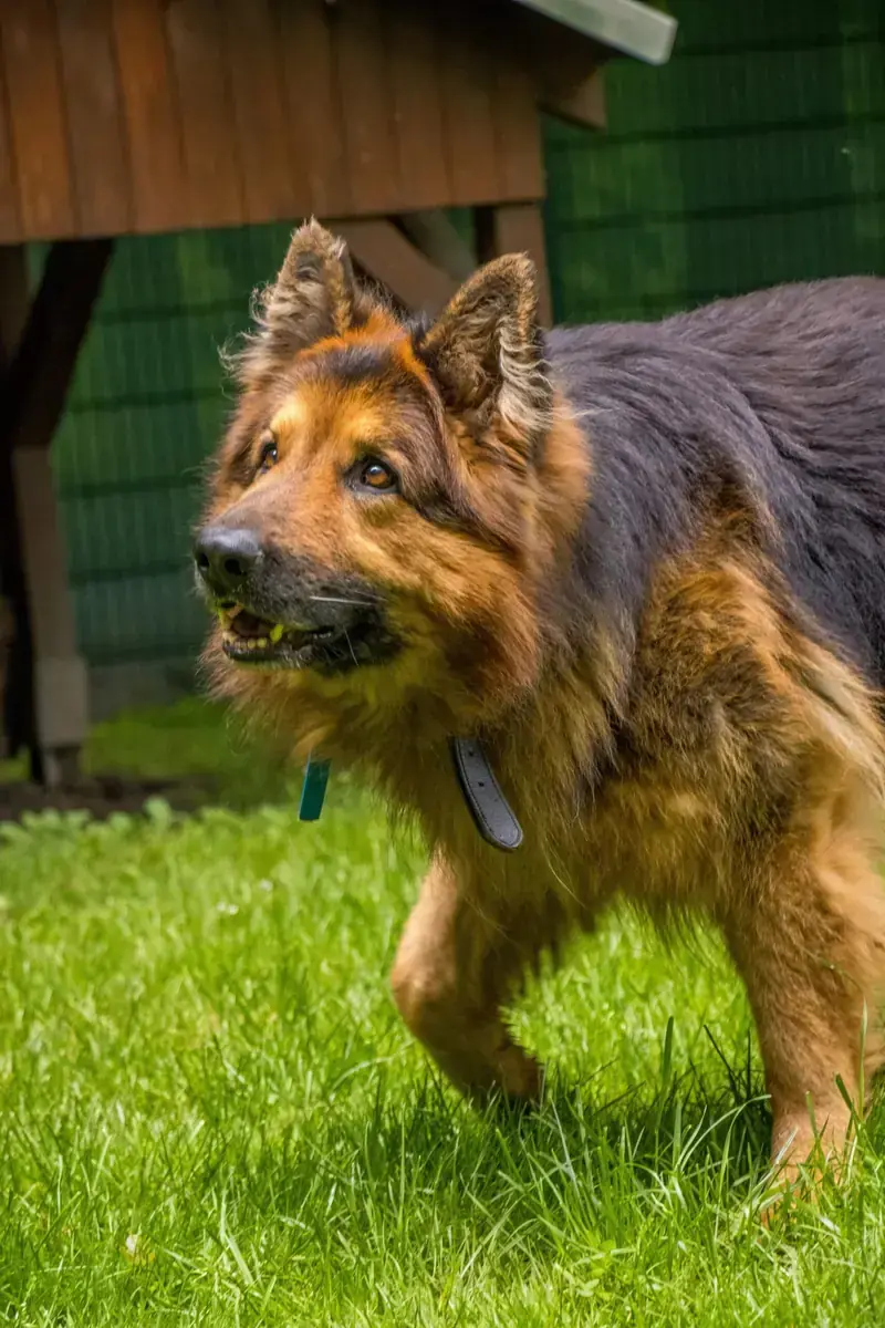 Prinz - Deutscher Schäferhund - Bild 5
