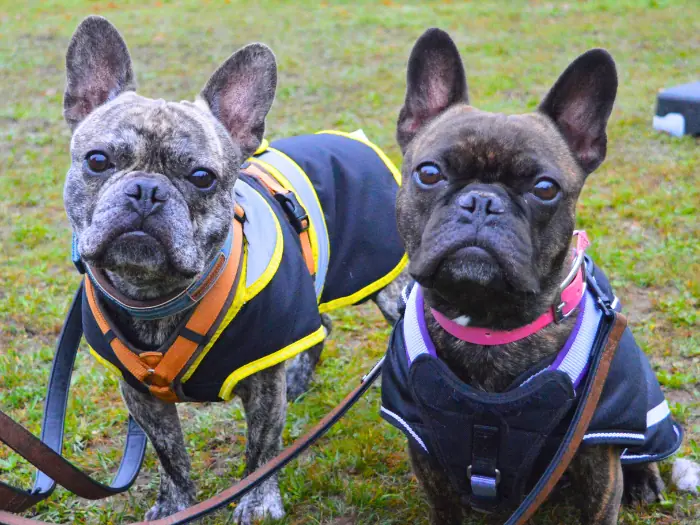 Carlos und Elvis -  - Bild 4
