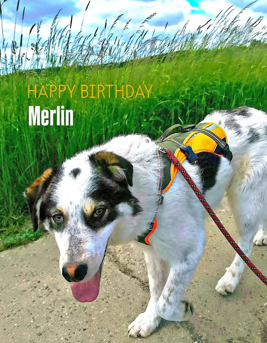 Merlin -  - Bild 3