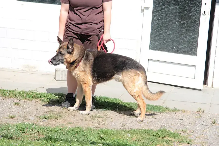 Henry - Deutscher Schäferhund - Bild 3