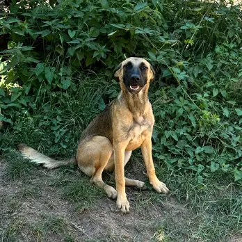 Vicky - Deutscher Schäferhund, Deutscher Boxer - Bild 1