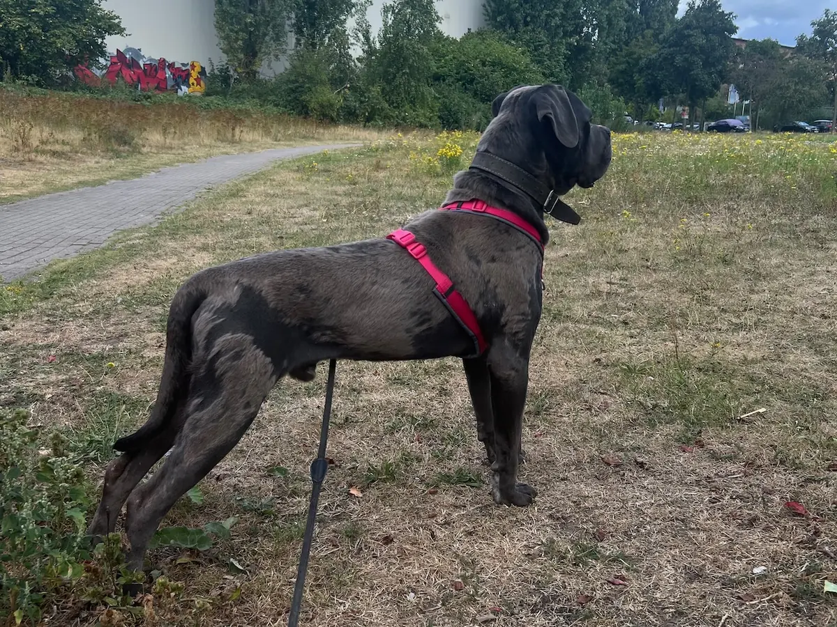 Ares - Cane Corso Italiano - Bild 3
