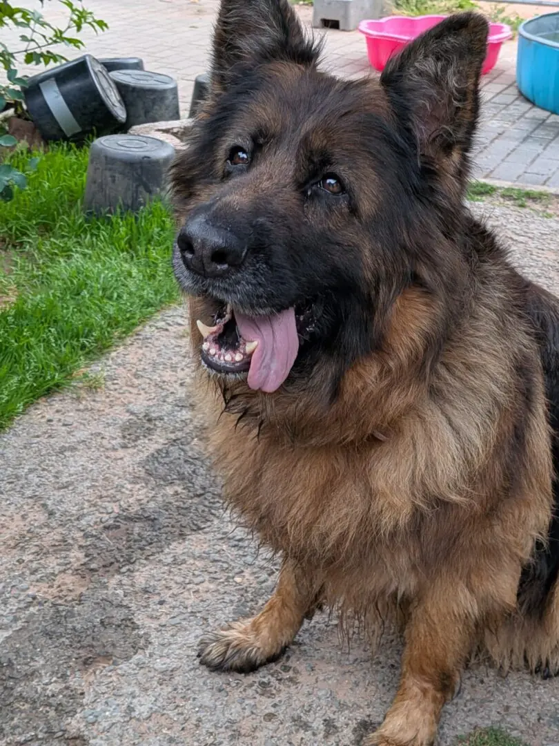 Rina - Deutscher Schäferhund - Bild 2