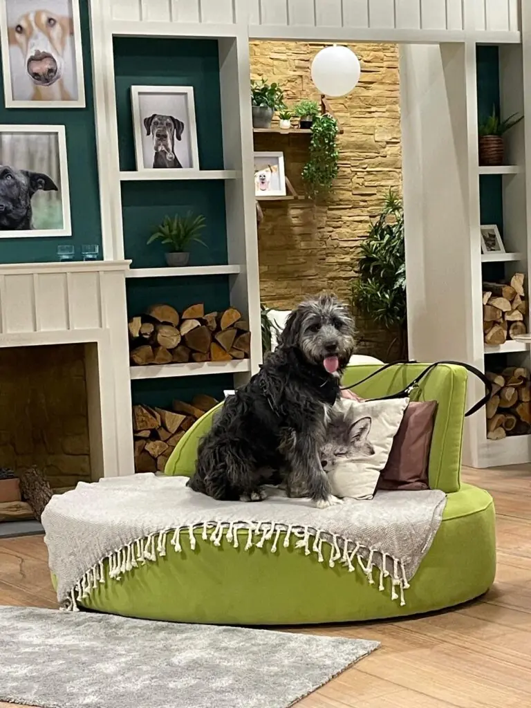 Bailey - Ciobănesc Românesc Mioritic - Bild 8