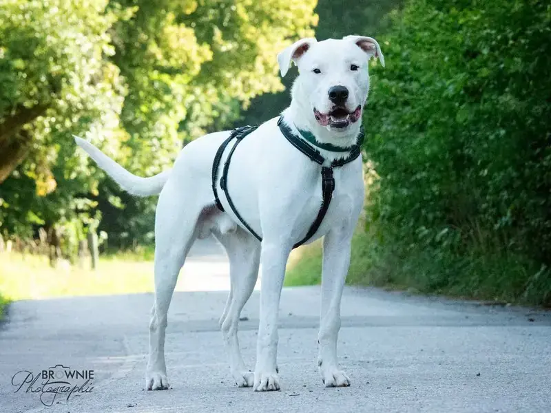 Bones - Dogo Argentino - Bild 16