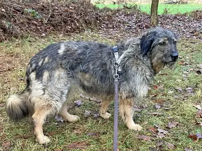 Dascha – Briard – Bild 3
