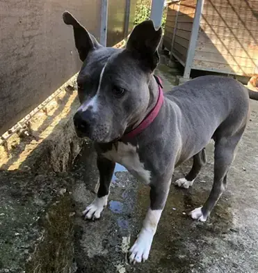Mix Amy