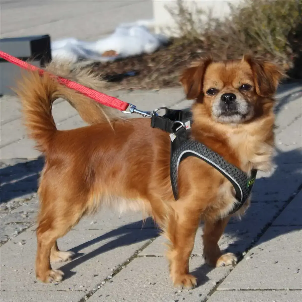 SOCKE - Pekingese - Bild 1