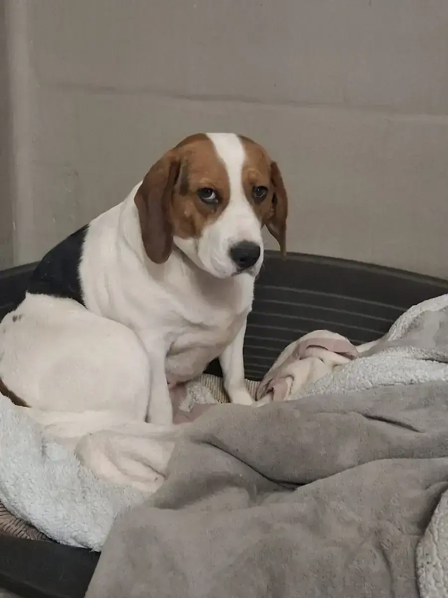 Beagle-Mix Molly