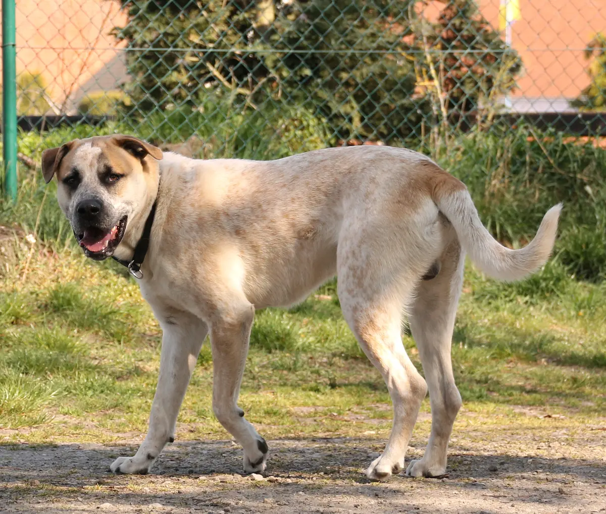 Fritz - Deutscher Boxer - Bild 10