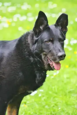 Bonzo – Deutscher Schäferhund – Bild 9