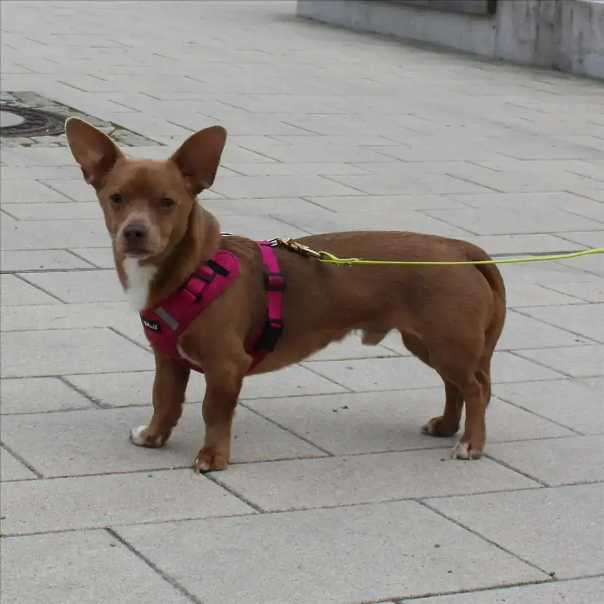 Chihuahua-Mix Mikey