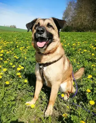 Barry – Hund – Bild 4