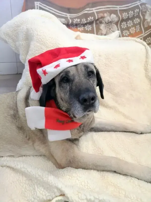 Naz - Kangal-Hirtenhund - Bild 10