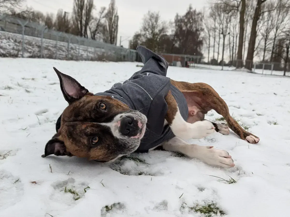 Pauli - American Staffordshire Terrier - Bild 5