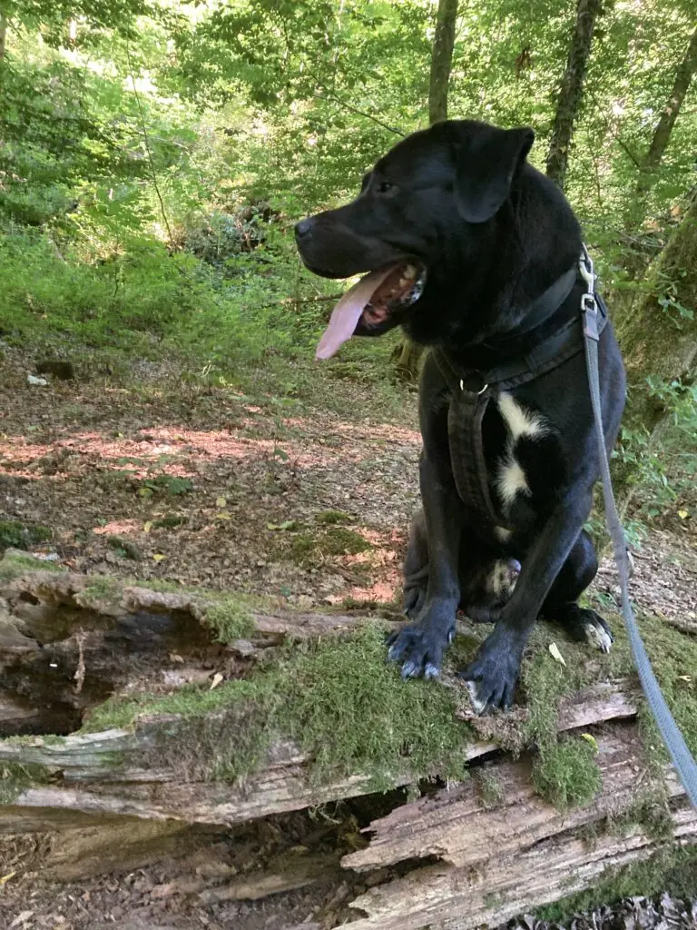 Bobbie -  - Bild 5