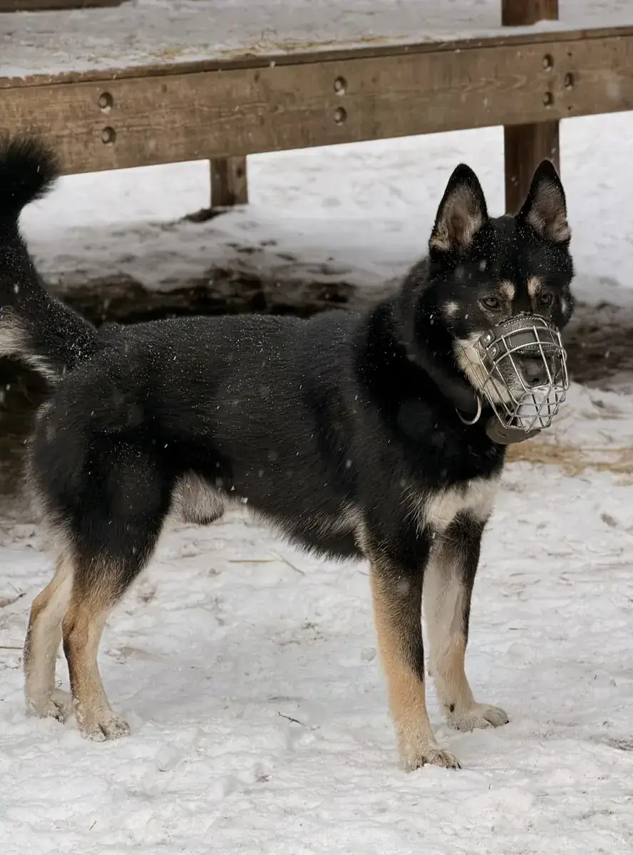 Fenris - Deutscher Schäferhund - Bild 4