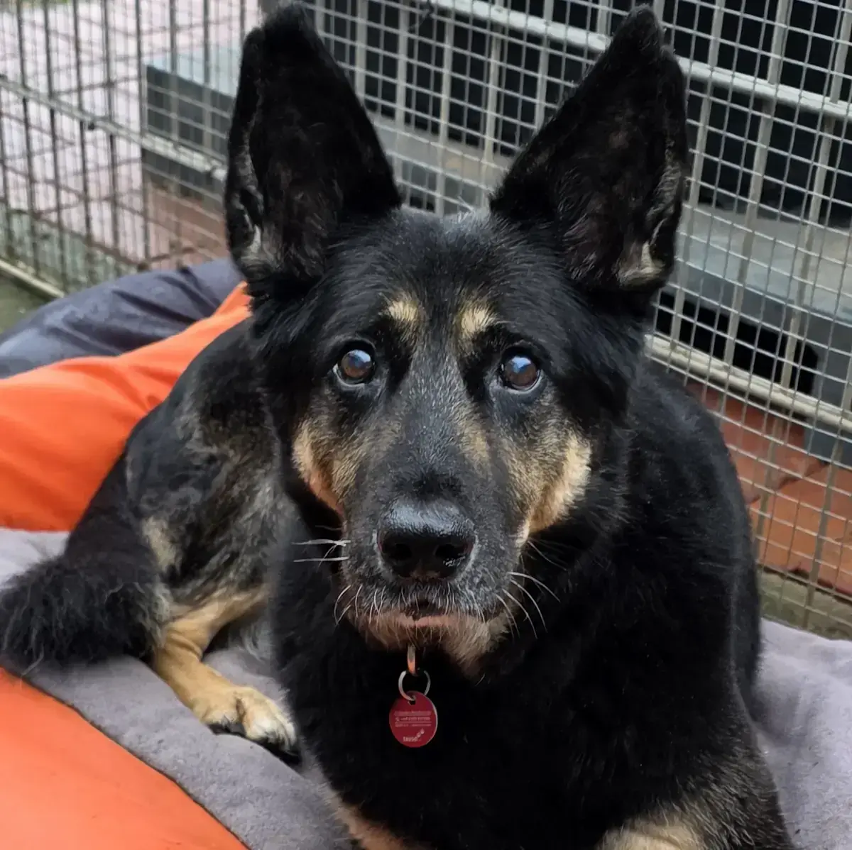 Arco - Deutscher Schäferhund - Bild 1