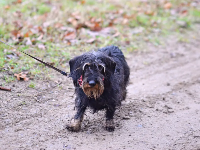 Willi -  - Bild 3