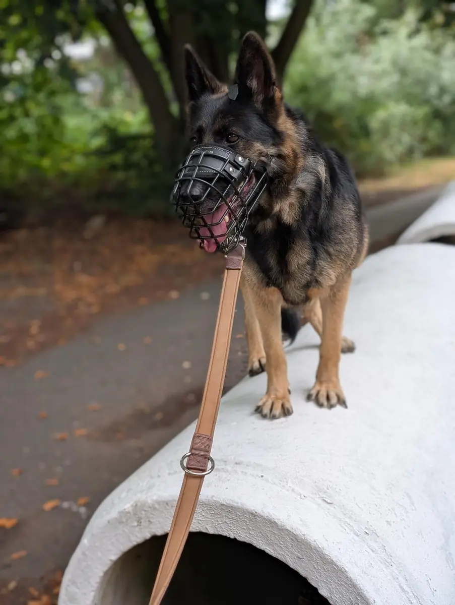 Lissy - Deutscher Schäferhund - Bild 3