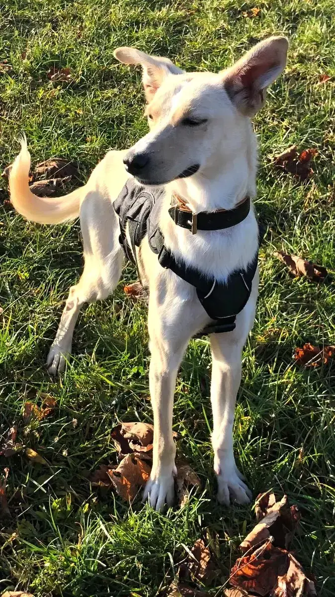 Pippa -  - Bild 8