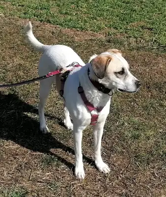 Frieda – Hund – Bild 3