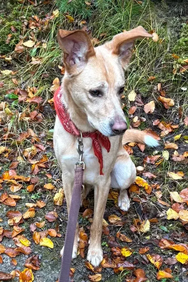 Bruno -  - Bild 3