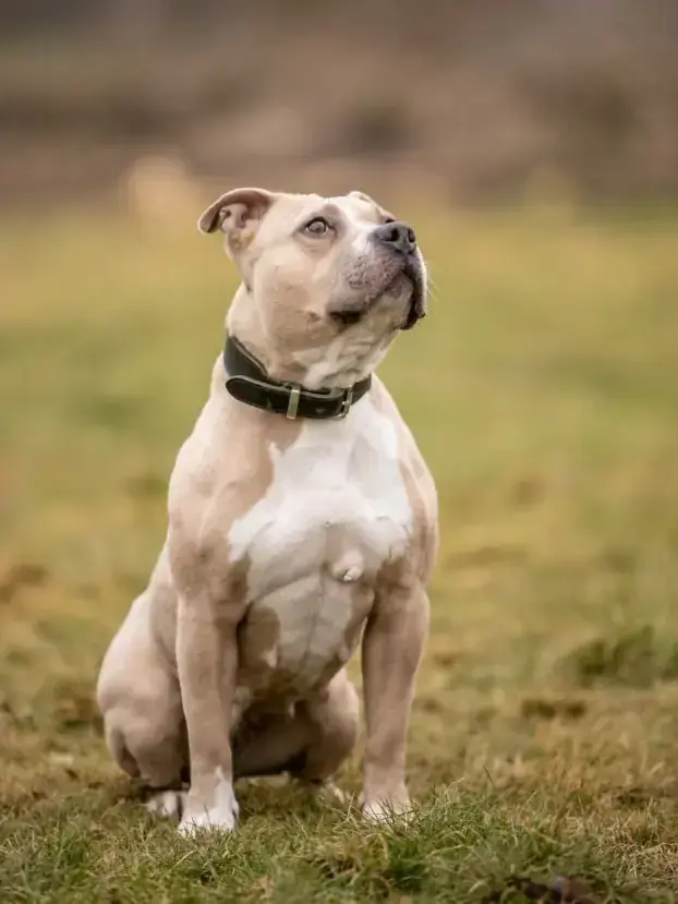 Kiba - American Staffordshire Terrier - Bild 3