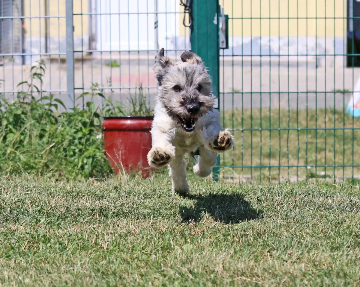 Bobby -  - Bild 4