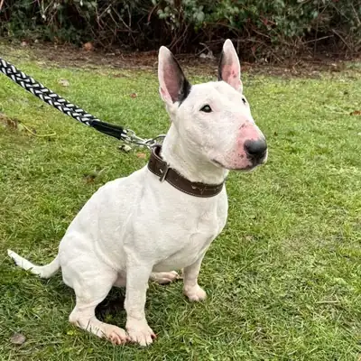 Hobbs – Bullterrier – Bild 2