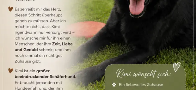 Kimi - Deutscher Schäferhund - Bild 1