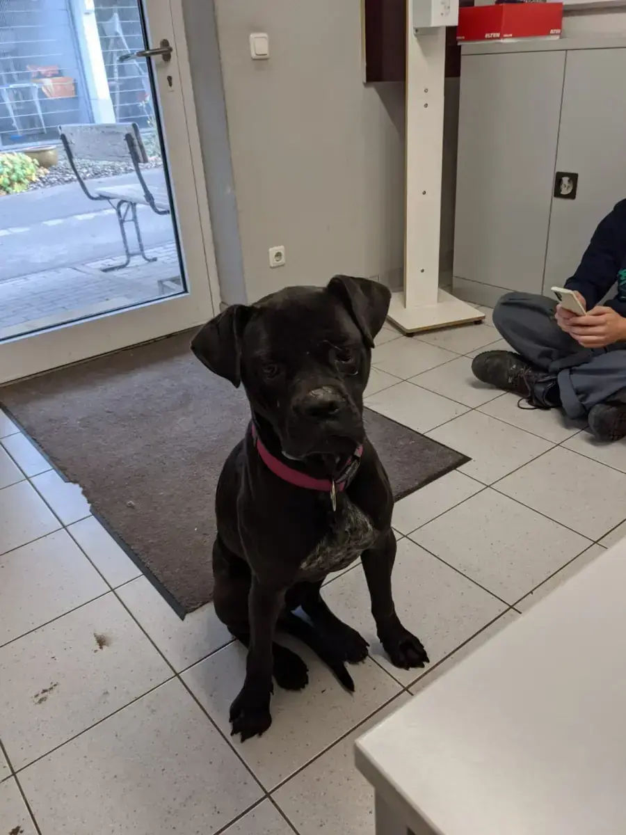 Bonnie - Cane Corso Italiano - Bild 18