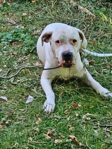 Margo - Dogo Argentino - Bild 9