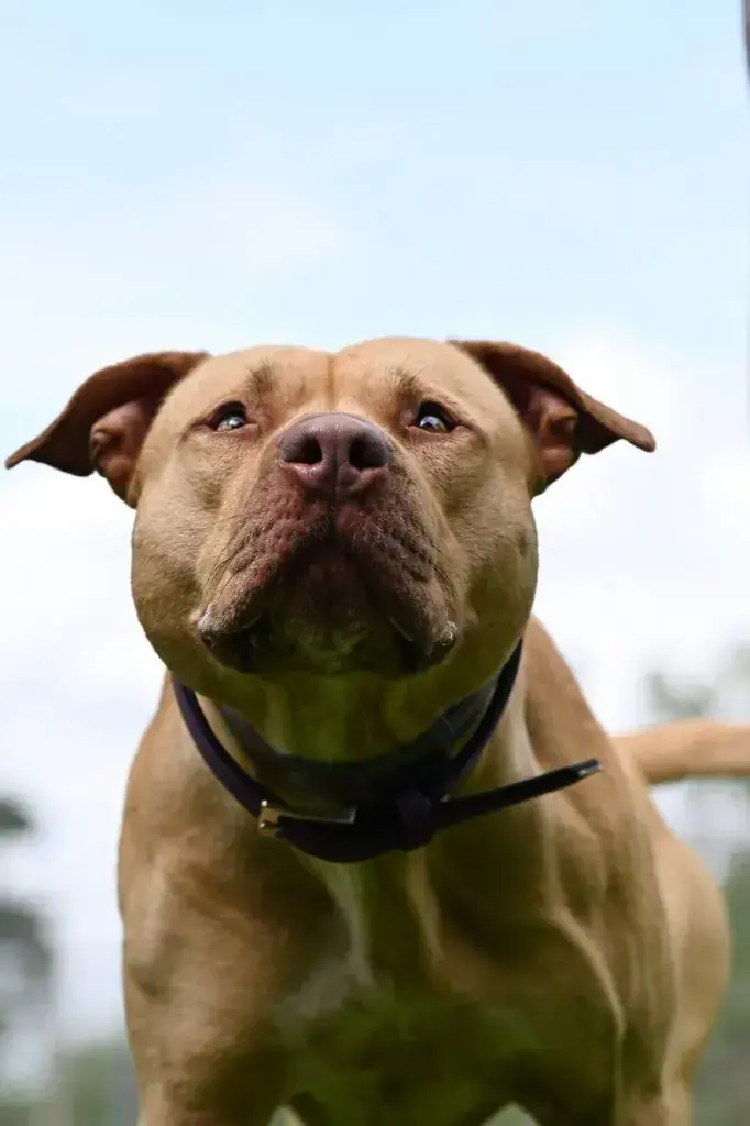 Ace - American Staffordshire Terrier - Bild 21