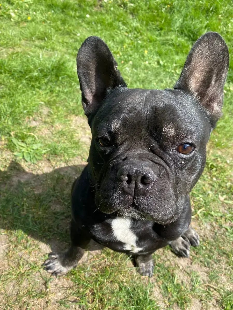 Dustin - Französische Bulldogge - Bild 2
