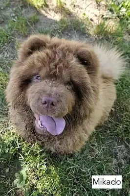 Cookie – Chow-Chow – Bild 6