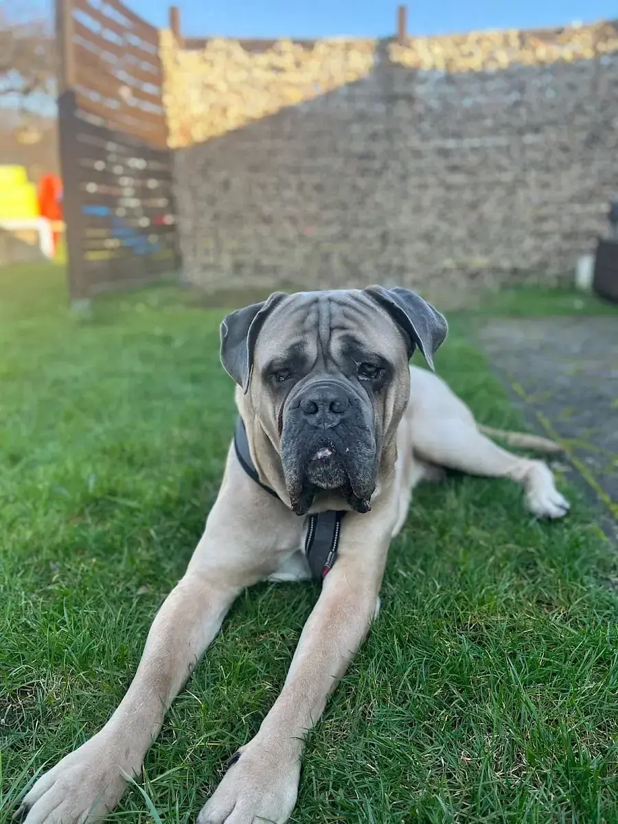 Byron - Cane Corso Italiano - Bild 13