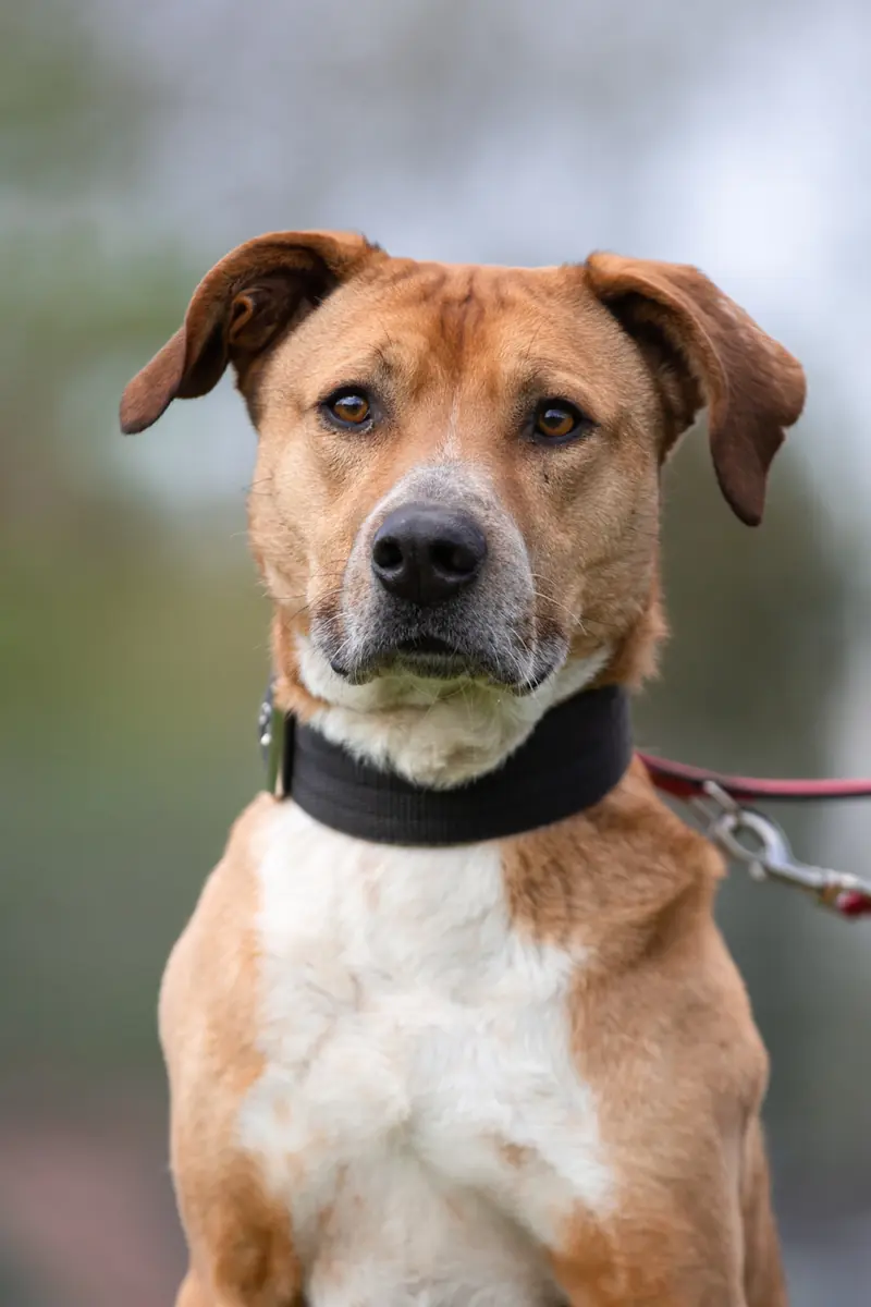 Ben - Rhodesian Ridgeback - Bild 2