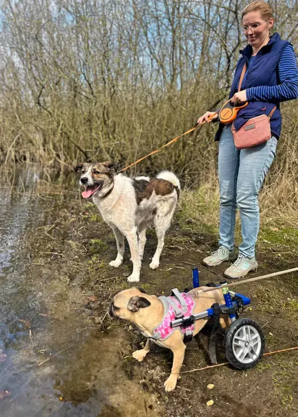 Sandy - Französische Bulldogge - Bild 35