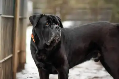 Klausi – Cane Corso Italiano – Bild 4