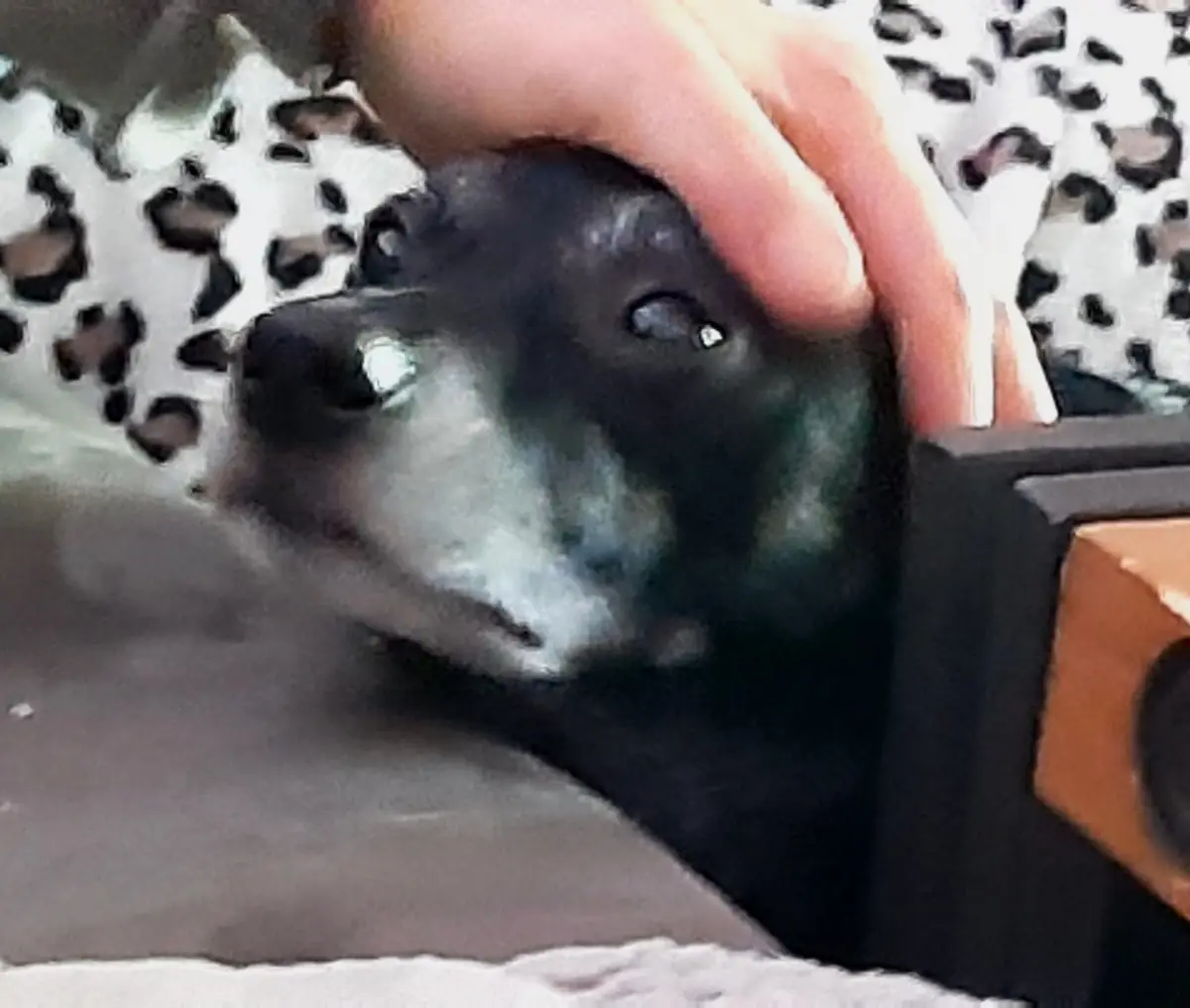 Chap - Mops - Bild 15