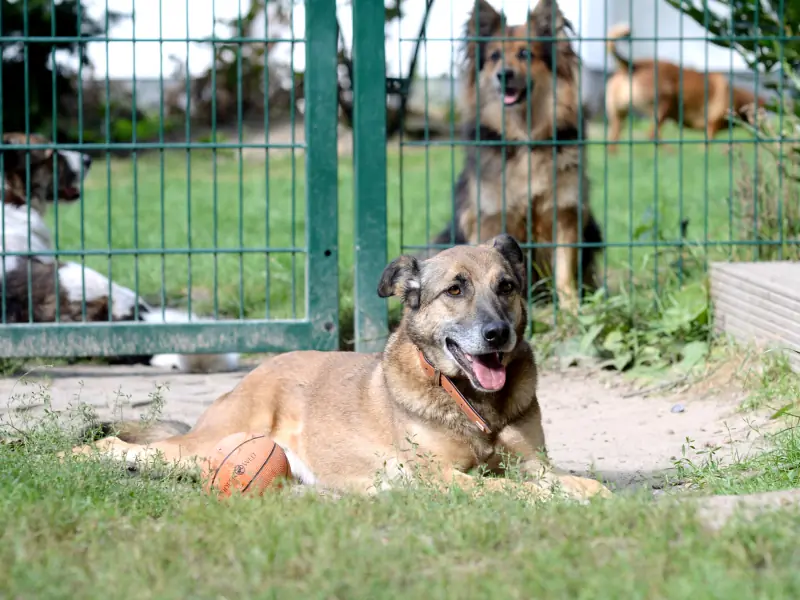 Benio -  - Bild 18