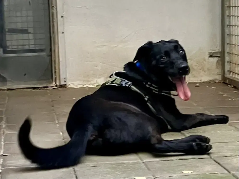 Yoshi - Labrador Retriever - Bild 11