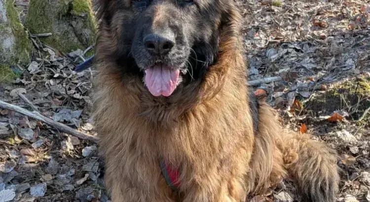 Rina – Deutscher Schäferhund – Bild 3