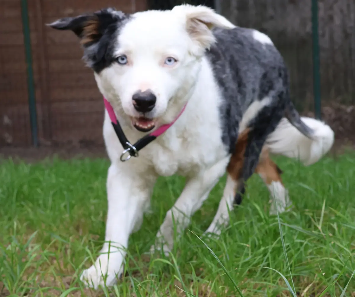 Curly - Australian Shepherd - Bild 4