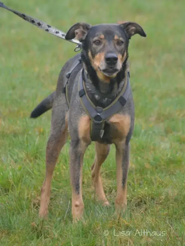 Podengo Português, Deutscher Schäferhund Elmo