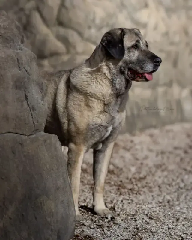 Naz - Kangal-Hirtenhund - Bild 15