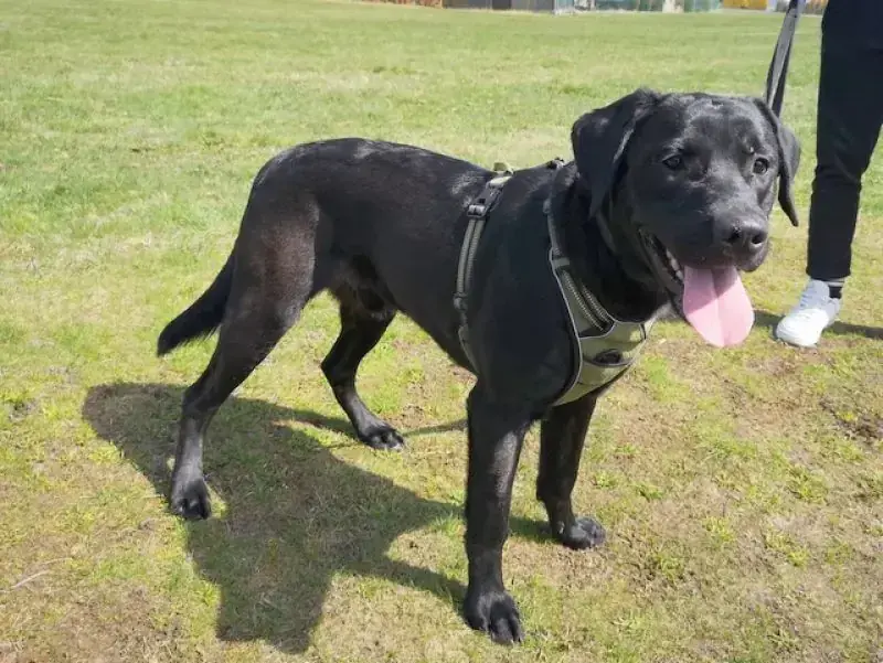 Oskar – Labrador Retriever – Bild 3
