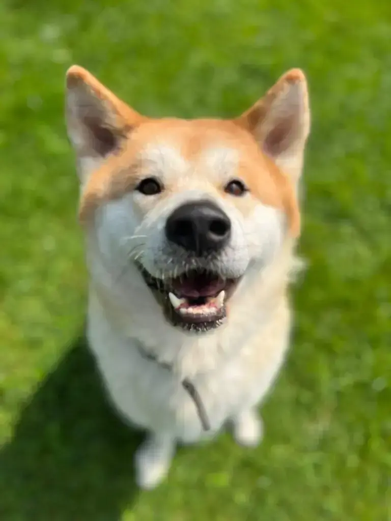 Chicco - Akita - Bild 2