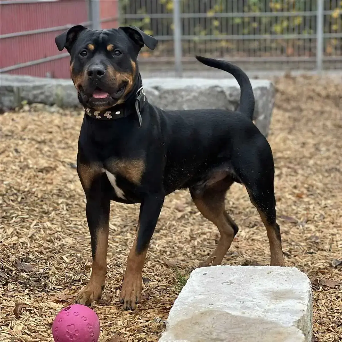 Ronny - Rottweiler - Bild 2
